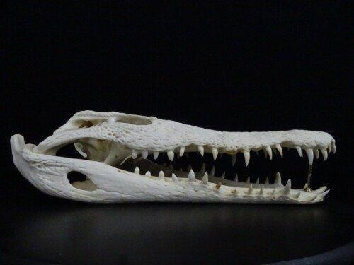 Nijlkrokodil (Crocodylus niloticus) 35 cm