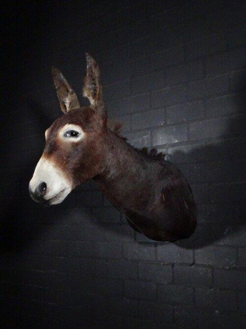Ezel (Equus africanus asinus)