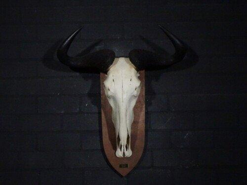 Blauw Wildebeest (Connochaetes taurinus)