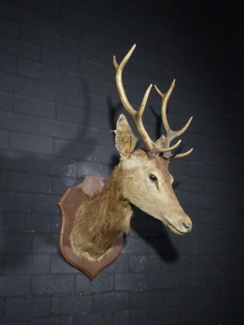 Edelhert (Cervus elaphus)