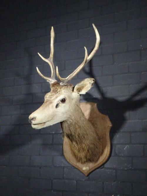Edelhert (Cervus elaphus)