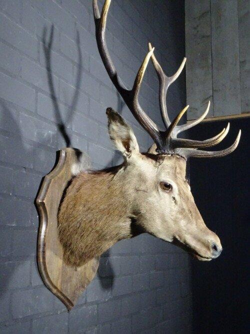 Edelhert (Cervus elaphus)