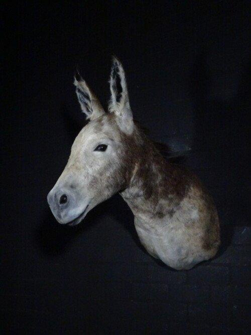 Ezel (Equus africanus asinus)