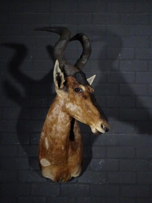 Red Hartebeest (Alcelaphus buselaphus)