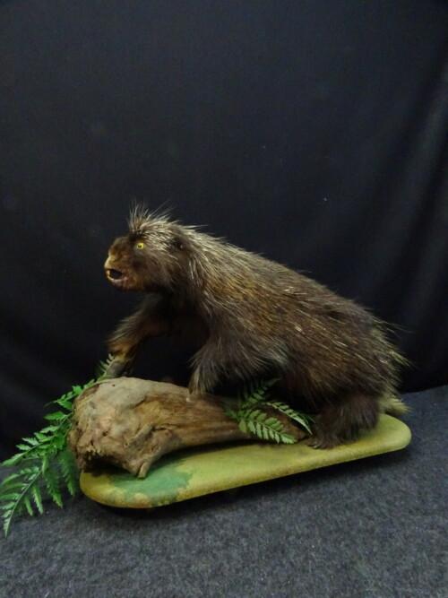 Noord-Amerikaans boomstekelvarken (Erethizon dorsatum)