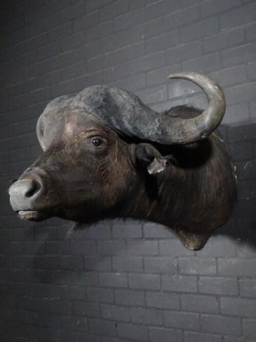 Kafferbuffel (Syncerus caffer)