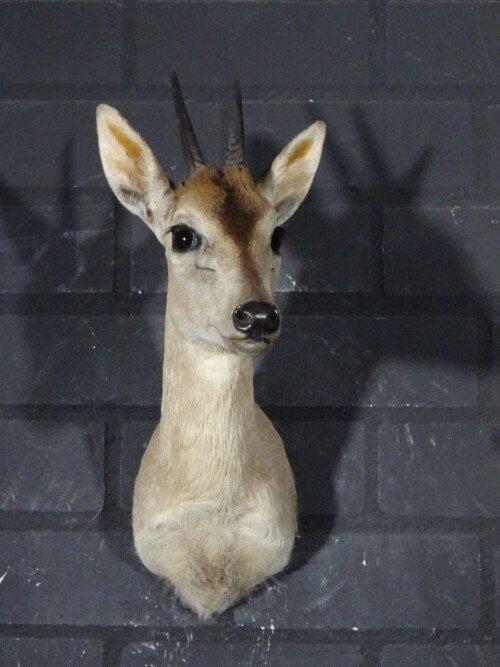 Duiker (Sylvicapra grimmia)