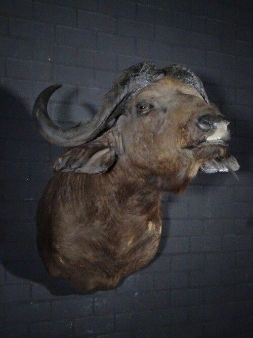 Kafferbuffel (Syncerus caffer)