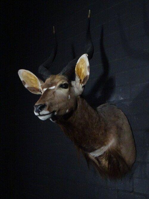 Nyala (Tragelaphus angasii)