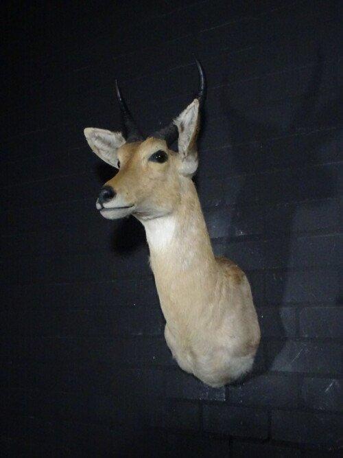 Reedbok (Redunca Redunca)