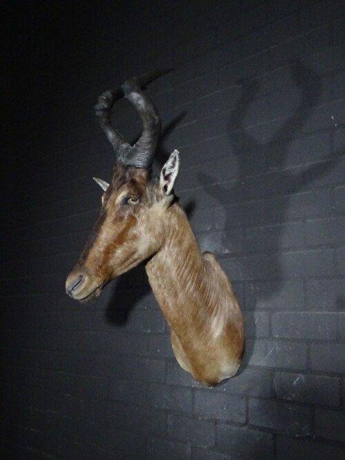 Red Hartebeest (Alcelaphus buselaphus)