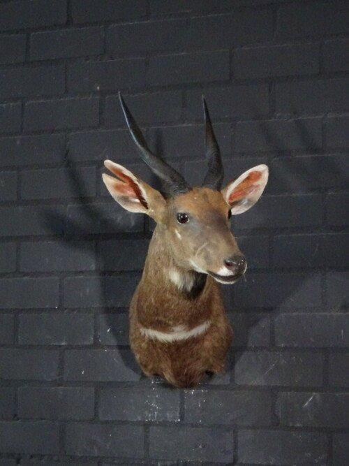 Bushbok (Tragelaphus scriptus)