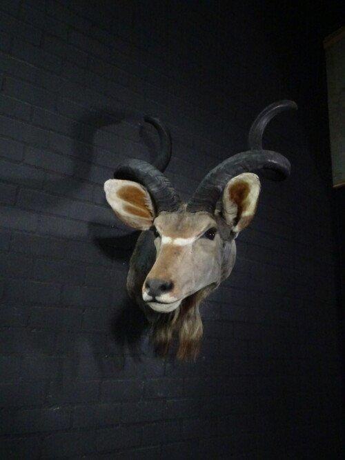 Grote Kudu (Tragelaphus strepsiceros)