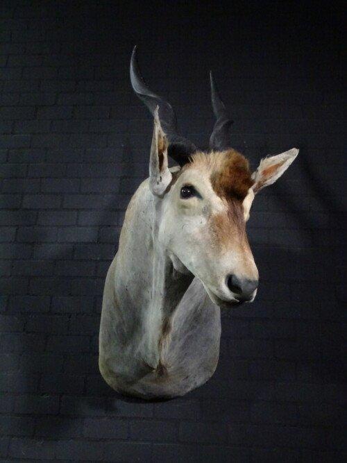 Elandantilope (Taurotragus oryx)