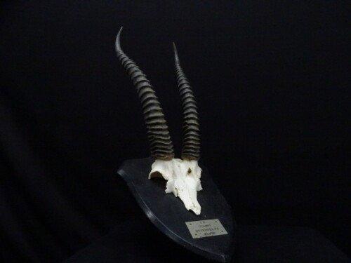 Gazelle (Gazella thomsoni)