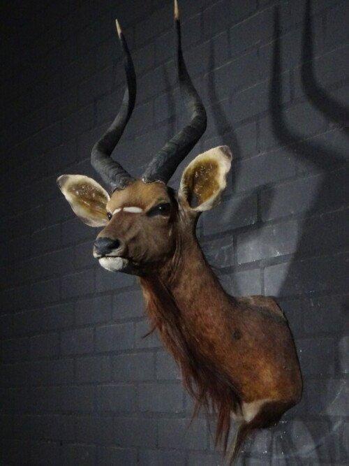 Nyala (Tragelaphus angasii)