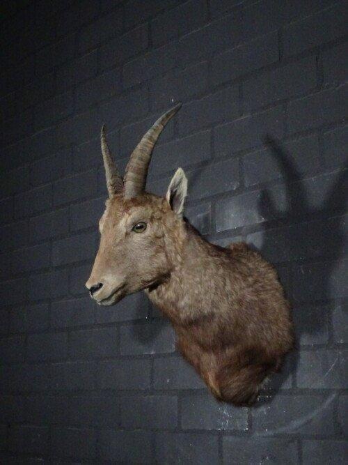 Steenbok (capra Ibex)