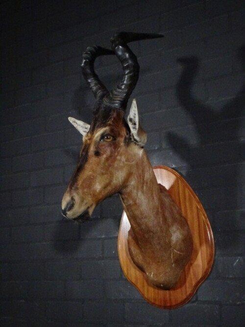 Red Hartebeest (Alcelaphus buselaphus)