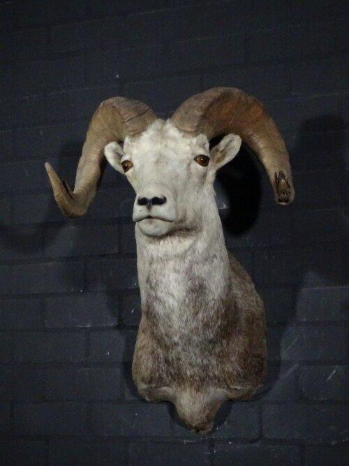 Stone sheep (Ovis dalli stonei)