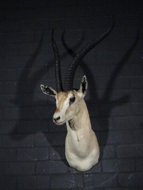 Grants gazelle (Nanger granti)