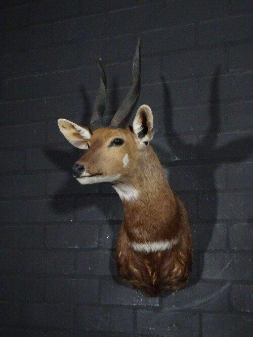 Bushbok (Tragelaphus scriptus)