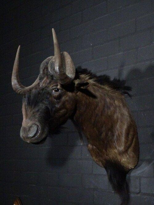 Black wildebeest (Connochaetes gnou)