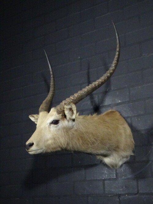 Lechwe (kobus Leche)