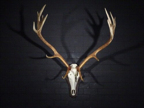 Edelhert (Cervus elaphus)