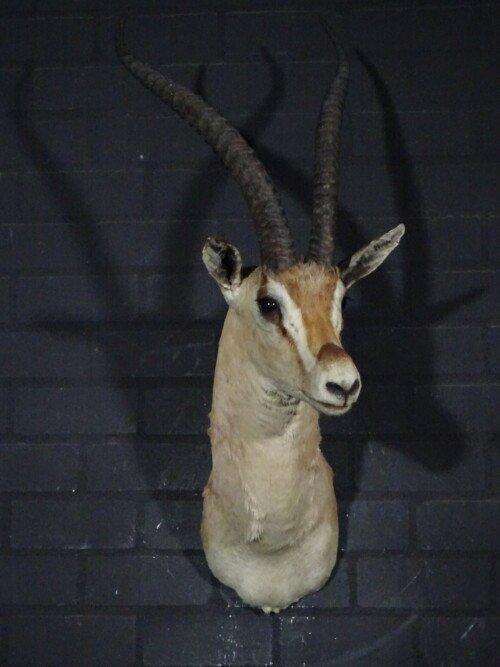 Grants gazelle (Nanger granti)