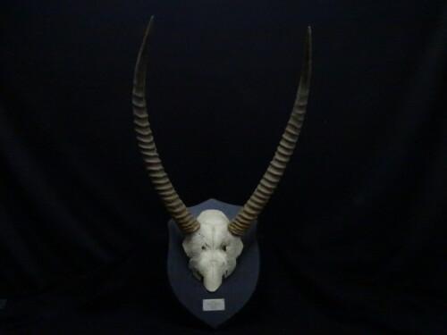 Waterbok (Kobus ellipsiprymnus)