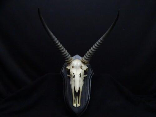 Reedbok (Redunca redunca)