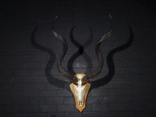 Kudu (Tragelaphus strepsiceros)