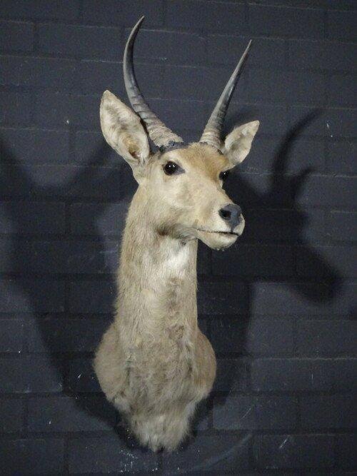 Reedbok (Redunca Redunca)