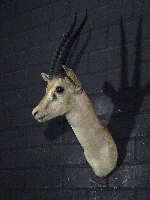 Thompson gazelle (Nanger Thompsoni)