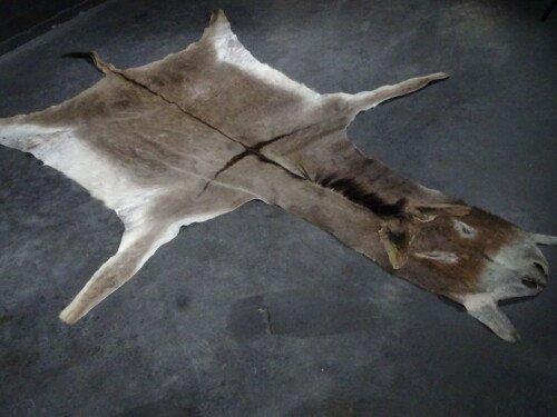 Ezel (Equus africanus asinus)
