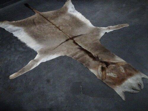 Ezel (Equus africanus asinus)