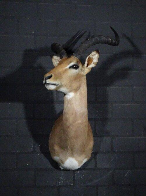 Impala (Aepyceros melampus)