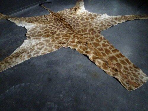 Giraffe (Giraffa)