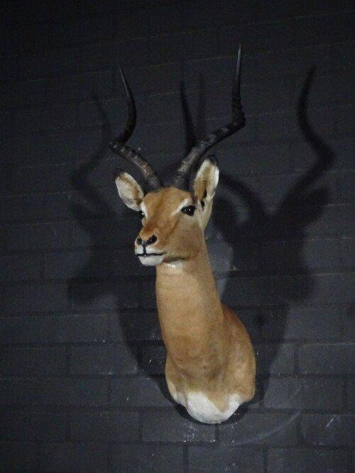 Impala (Aepyceros melampus)