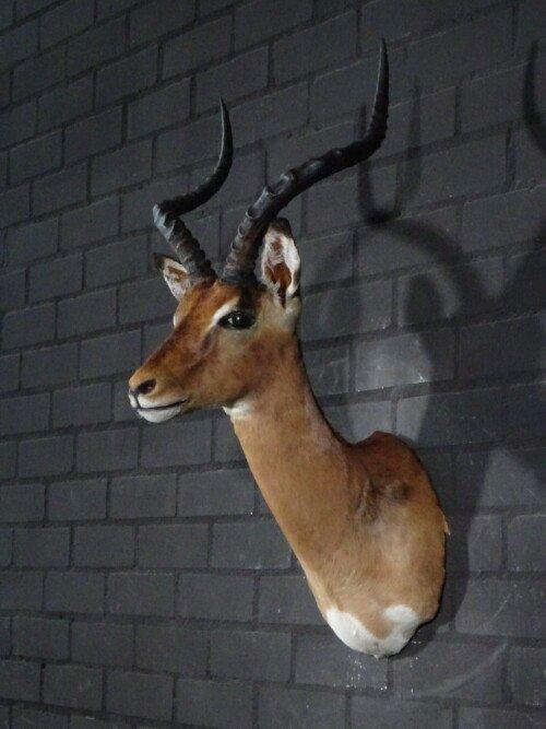 Impala (Aepyceros melampus)