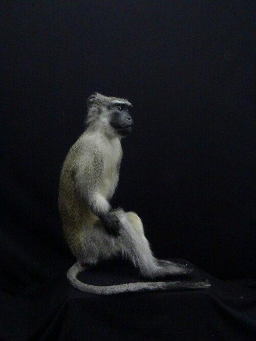 Vervet Aap  (Chlorocebus pygerythrus)