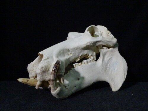 Nijlpaard (Hippopotamus amphibius)