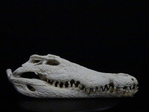 Nijlcrocodil 50 cm (Crocodylus niloticus)