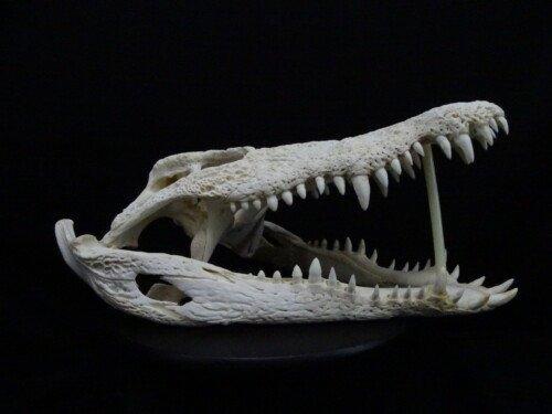 Nijlcrocodil 49 cm (Crocodylus niloticus)