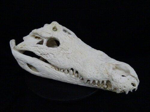 Nijlcrocodil 53 cm (Crocodylus niloticus)
