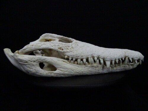Nijlcrocodil 50 cm (Crocodylus niloticus)