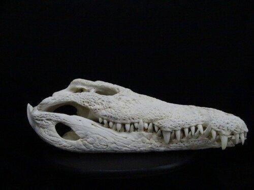 Nijlcrocodil 52 cm (Crocodylus niloticus)