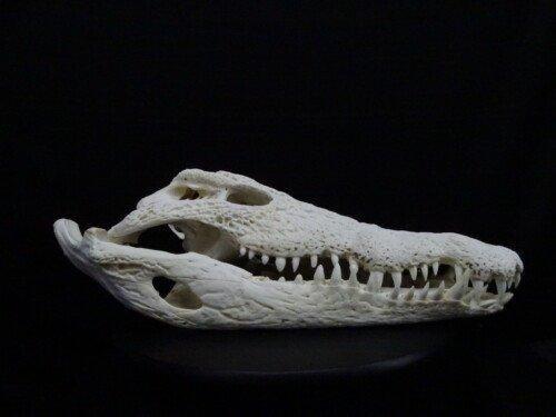 Nijlcrocodil  49 cm (Crocodylus niloticus)