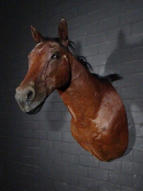 Paard/ veulen (Equus ferus caballus)