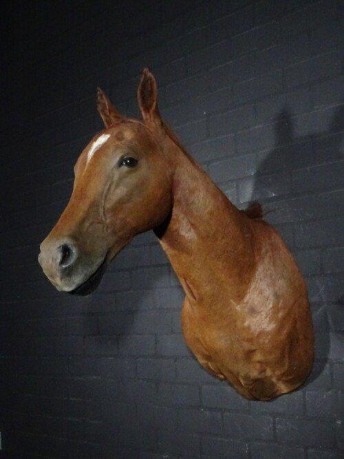 Paard/ veulen (Equus ferus caballus)